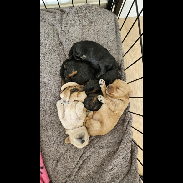 Cockapoo - Both