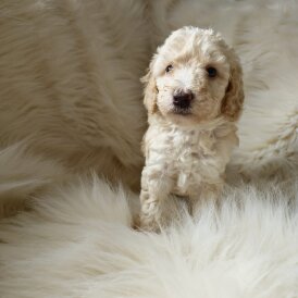 Cockapoo - Both
