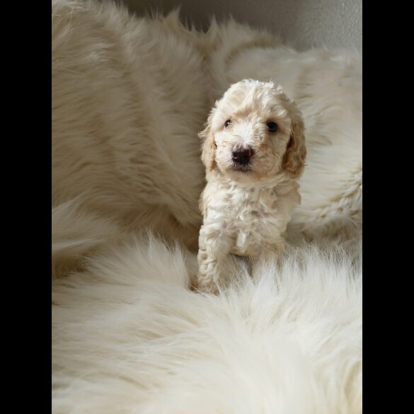 Cockapoo - Both