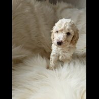 Cockapoo - Both