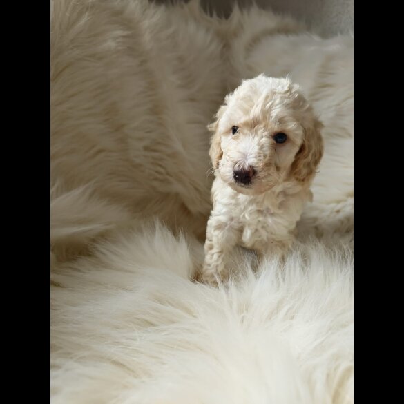 Cockapoo - Both