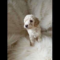 Cockapoo - Both