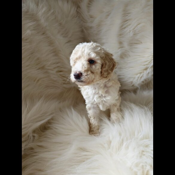 Cockapoo - Both