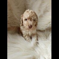 Cockapoo - Both