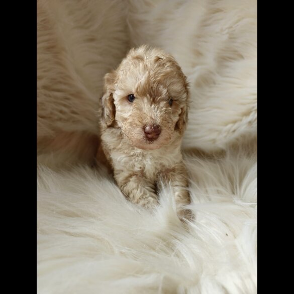 Cockapoo - Both