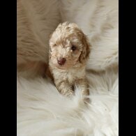 Cockapoo - Both