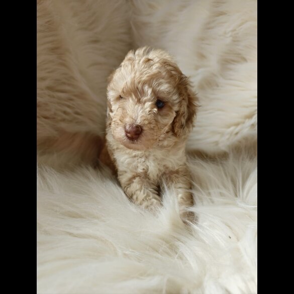 Cockapoo - Both