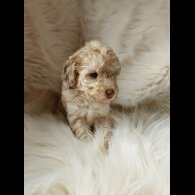 Cockapoo - Both
