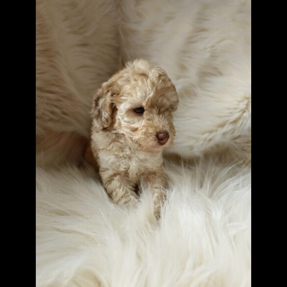 Cockapoo - Both