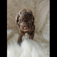 Cockapoo - Both