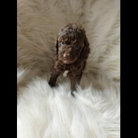 Cockapoo - Both