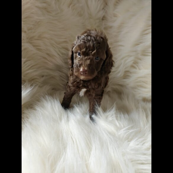 Cockapoo - Both