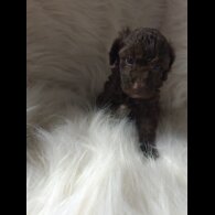 Cockapoo - Both
