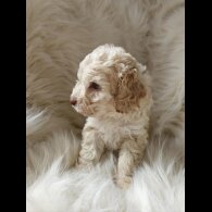 Cockapoo - Both