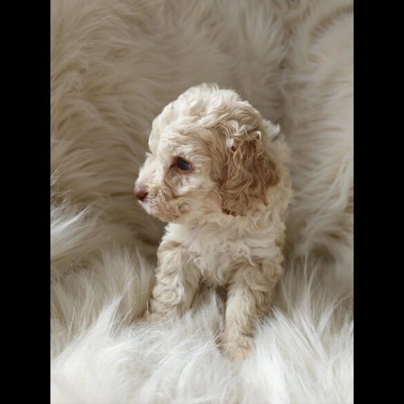 Cockapoo - Both