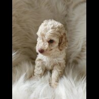 Cockapoo - Both