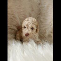 Cockapoo - Both