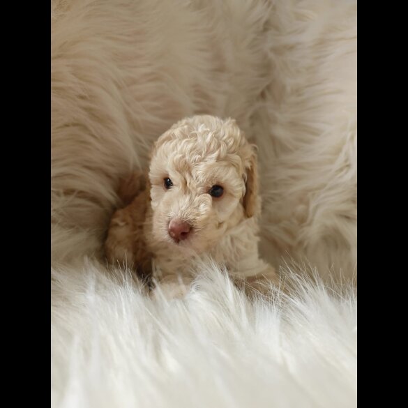 Cockapoo - Both
