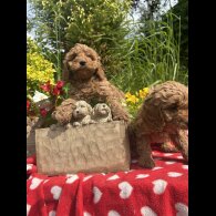 Cockapoo - Both