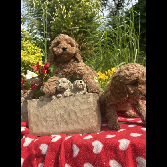 Cockapoo - Both