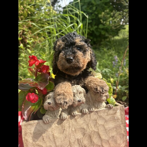 Cockapoo - Both