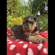 Cockapoo - Both