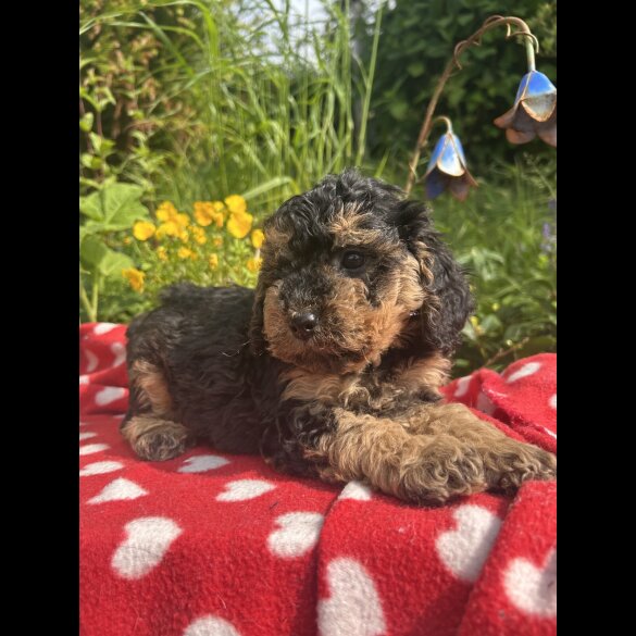 Cockapoo - Both