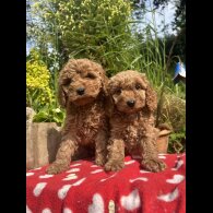 Cockapoo - Both