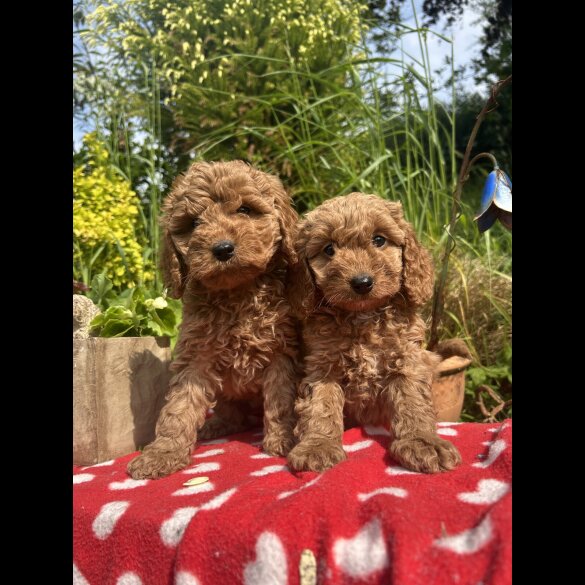 Cockapoo - Both