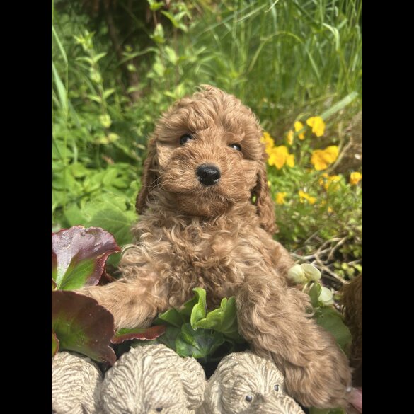 Cockapoo - Both