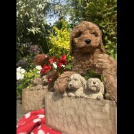 Cockapoo - Both