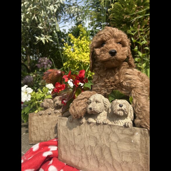 Cockapoo - Both