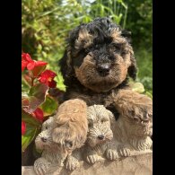 Cockapoo - Both