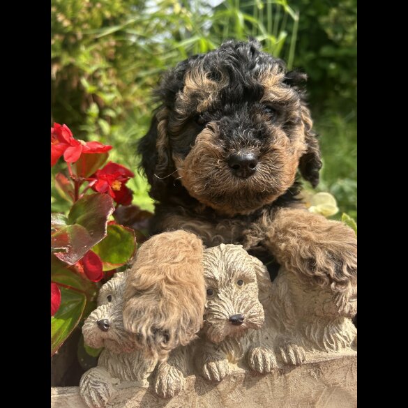 Cockapoo - Both
