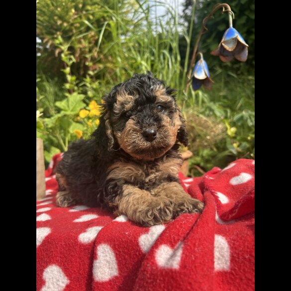 Cockapoo - Both