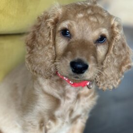 Cockapoo - Both