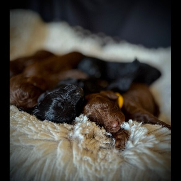 Cockapoo - Bitches