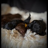 Cockapoo - Bitches