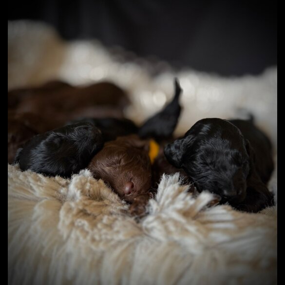 Cockapoo - Bitches