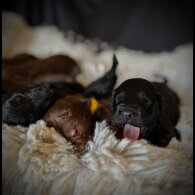 Cockapoo - Bitches