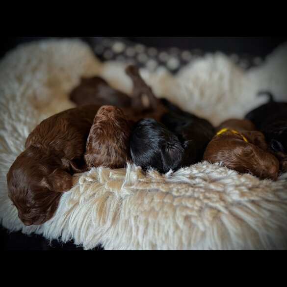 Cockapoo - Bitches