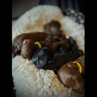 Cockapoo - Bitches