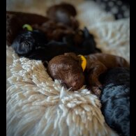 Cockapoo - Bitches