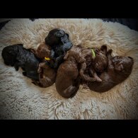 Cockapoo - Bitches