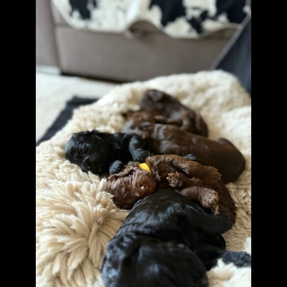 Cockapoo - Bitches