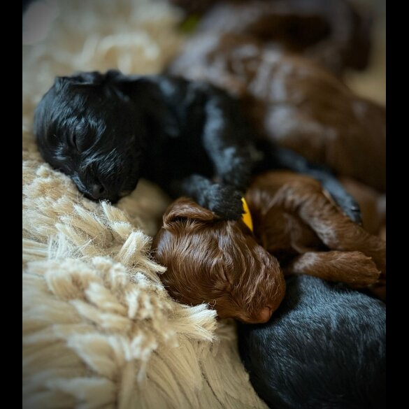Cockapoo - Bitches