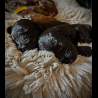 Cockapoo - Bitches