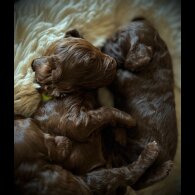 Cockapoo - Bitches