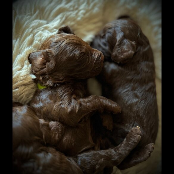Cockapoo - Bitches