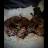 Cockapoo - Bitches